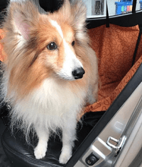pet4 1 Pet Friendly Transport in Singapore: Everything You Should Know Before Booking